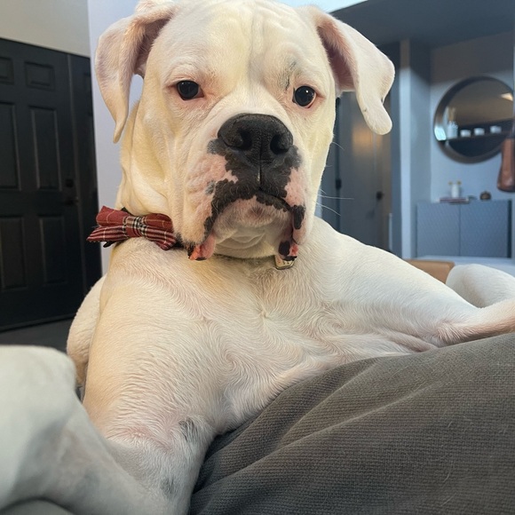 Meet your Posher, Danielle - Picture 2 of 6